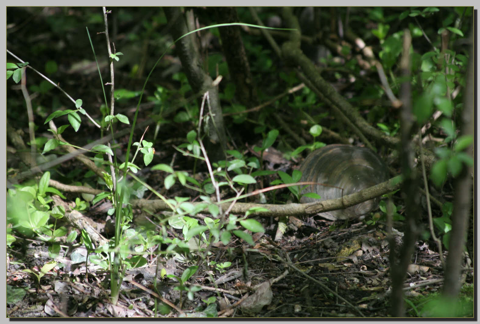 Bivalve nel bosco